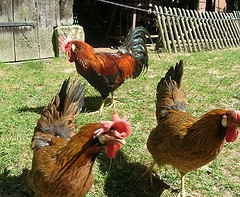 Breeding Chickens